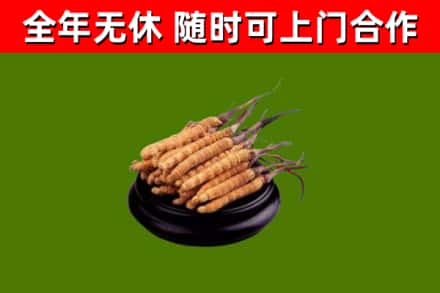 潢川县回收散虫草