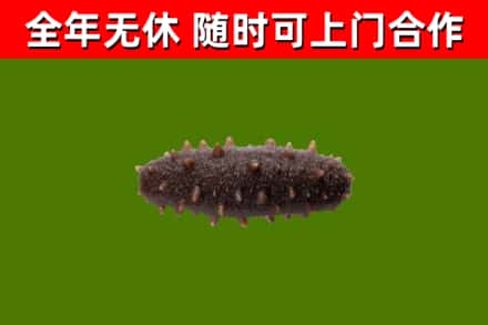潢川县回收海参干